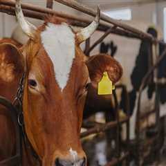 Essential Nutritional Strategies for Optimal Livestock Health