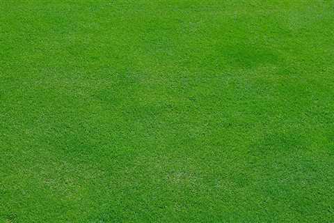 Expert Tree Care and Lawn Maintenance in Loudoun County